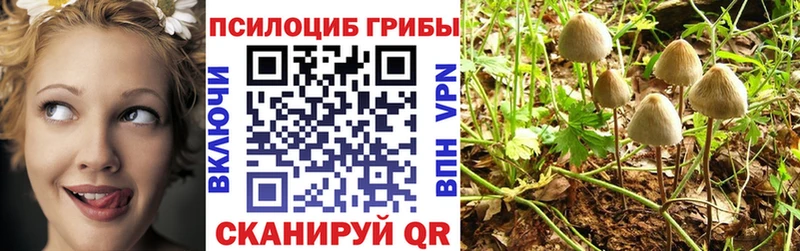 Псилоцибиновые грибы Psilocybe Тутаев